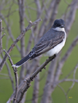 Eastern Kingbird 0094